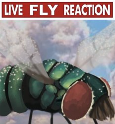 live fly reaction Meme Template