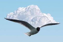 gaviota Meme Template