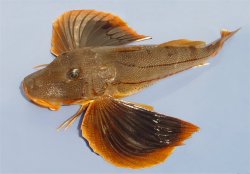 Sea Robin Meme Template