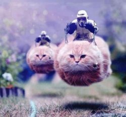 hover cats police Meme Template