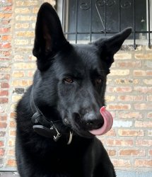 Dat Ass Dog Meme Template