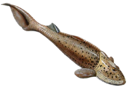 Hemicyclaspis Meme Template