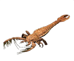 Megalograptus Meme Template