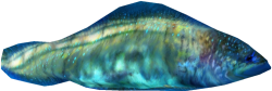Haikouichthys Meme Template