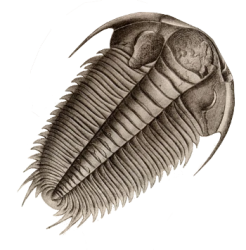 Brown-Gray Trilobite Meme Template