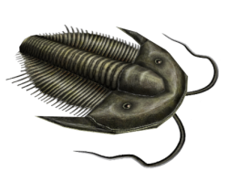 Grey-Green Trilobite Meme Template