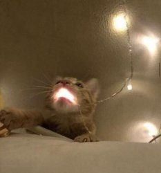 Christmas Light Cat Meme Template