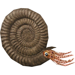 Ammonite Meme Template