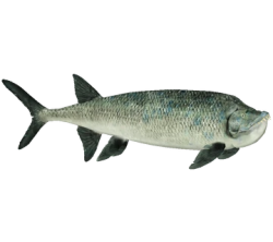 Xiphactinus Meme Template