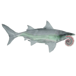 Helicoprion (Mouth Type 1) Meme Template