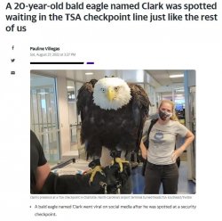 Bald Eagle in TSA line Meme Template