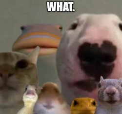Animal Council What Meme Template