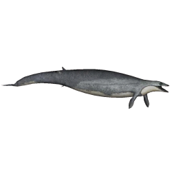 Basilosaurus Meme Template