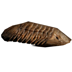 Brown Trilobite Meme Template