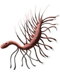 Hallucigenia Meme Template