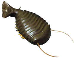 Sidneyia Meme Template