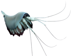 Yawunik Meme Template