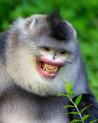 Smiling snub nose monkey meme Meme Template