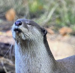 Satisfied Otter Meme Template