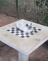 Cat chess Meme Template