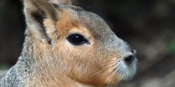 apex predator mara Meme Template