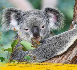 creepy koala Meme Template