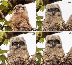 owl awake Meme Template