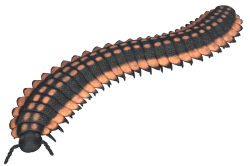 Arthropleura Meme Template