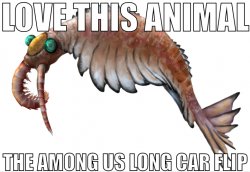 love this animal, the among us long car flip Meme Template