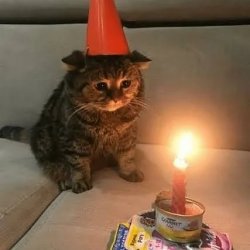 Sad Kitty Alone on Their Birthday Meme Template