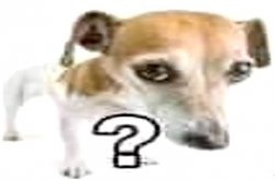 Question mark Jack Russell terrier Meme Template