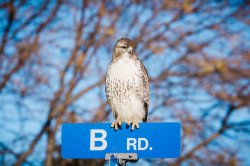 Bird on "B Rd." Sign Meme Template