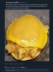 Rare golden turtle Meme Template