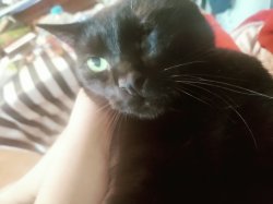 Scared black cat Meme Template