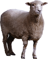 Sheep with transparency Meme Template