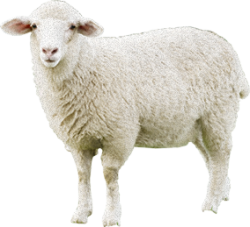 Sheep with white wool Meme Template