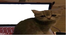 cat caught in 4k Meme Template