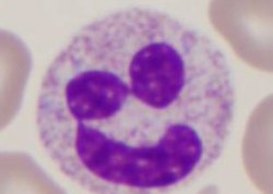 Neutrophil Face Meme Template