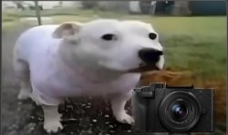 Huh Dog Caught In 4K Meme Template