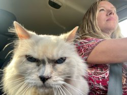 resting bitch face cat Meme Template