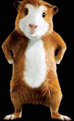 Hamster Meme Template