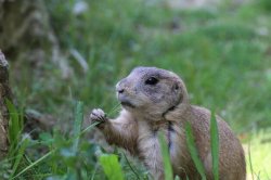 Prarie dog eating grass Meme Template