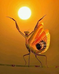 praying mantis stretching Meme Template