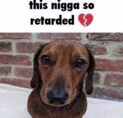 this dog so retarded Meme Template