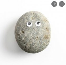 Pet rock Meme Template