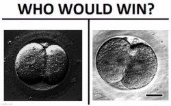 Who would win human vs monkey zygote Meme Template