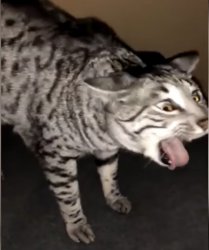 Screaming or disgusted cat Meme Template