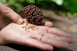 Giant Sequoia cone and seed Meme Template