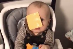 cheese slap Meme Template