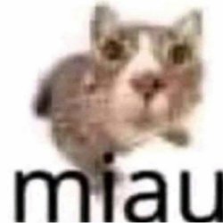 miau Meme Template